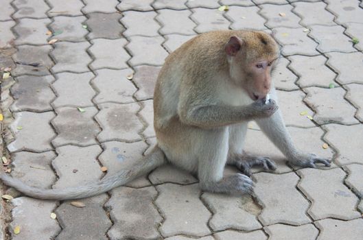 Long-tailed macaques in the park