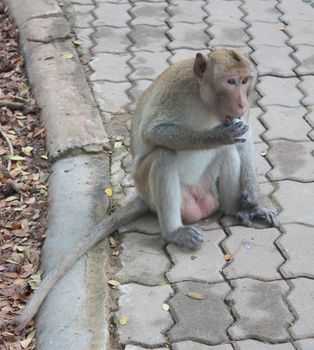 Long-tailed macaques in the park