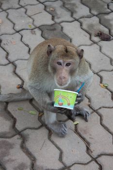 Long-tailed macaques in the park