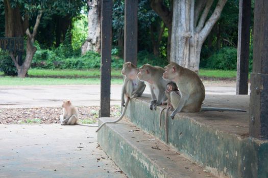 Monkey family are looking to travel to this place in Thailand.