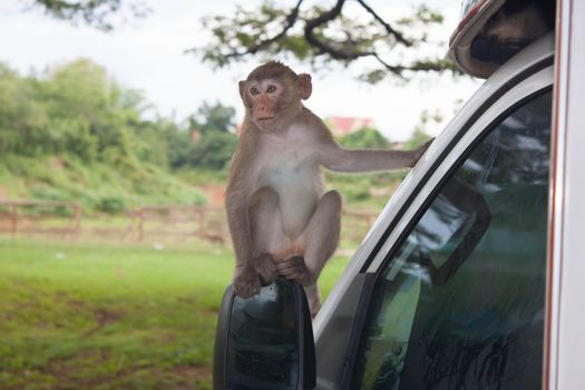 Monkey caught windshield