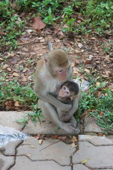 mother monkey
Embracing a small child