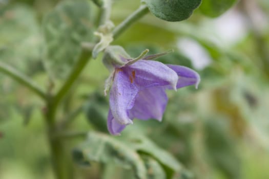 Eggplant purple flowers