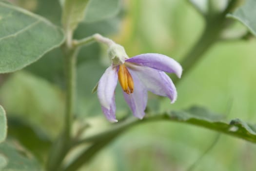 Eggplant purple flowers