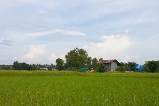 Field, sky and country life.