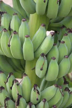 green banana on tree from thailand