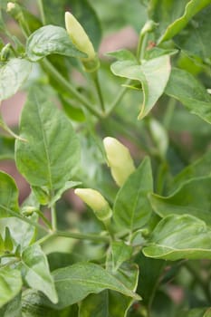 Fresh pepper on the tree with white flowers pepper.