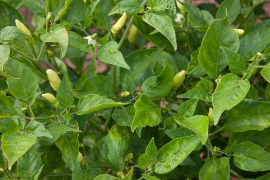 hot long pepper on tree in garden