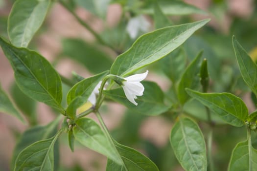 white chili flower in the garden