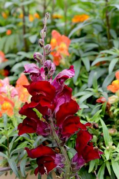 The Snapdragon flower comes in a variety of colors and are native to United States, Europe and North Africa.