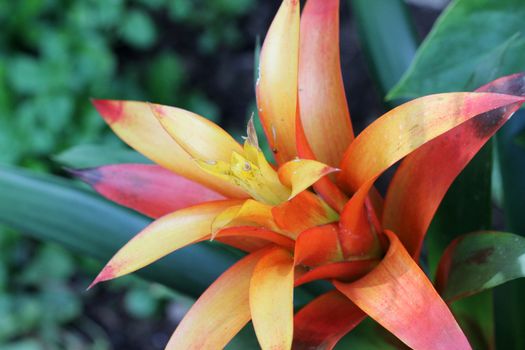 Guzmania lingulata (droophead tufted airplant or scarlet star) is a species of flowering plant in the bromeliad family Bromeliaceae, subfamily Tillandsioideae, native to rainforest habitats in Central America, northern and central South America, southern Mexico and the West Indies. It is an evergreen epiphytic perennial.