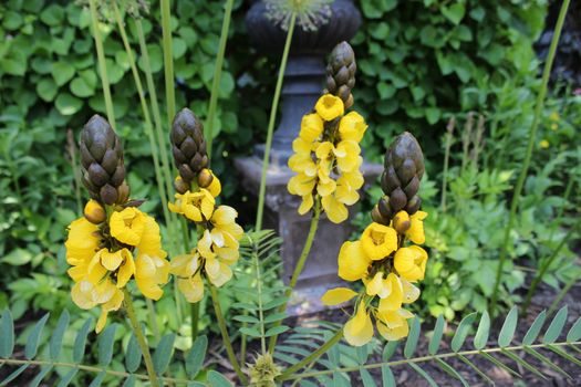 This statuesque, evergreen shrub is a stellar specimen for the winter garden. Mahonia x media 'Charity' has dramatic, frond-like leaves that grow in whorls along its coarsely branched stems. Great sprays of soft yellow flowers appear in winter, developing into grape-like clusters of wax-coated black berries by late summer and autumn.