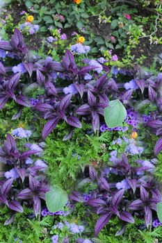 The term "coleus" is often used as a common name for species formerly placed in the genus Coleus that are cultivated as ornamental plants, particularly Coleus blumei (Plectranthus scutellarioides), which is popular as a garden plant for its brightly colored foliage. This one is called "Persian Shield".