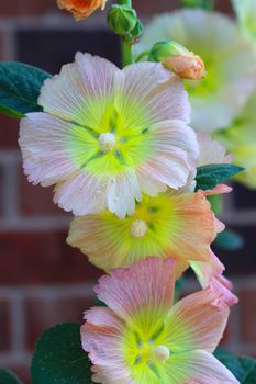 Alcea rosea (common hollyhock) is an ornamental plant in the Malvaceae family. It was imported into Europe from southwestern China during, or possibly before, the 15th century. Alcea rosea is variously described as a biennial (having a two-year life cycle), as an annual, or as a short-lived perennial.