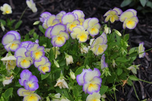 The garden pansy is a type of large-flowered hybrid plant cultivated as a garden flower. 