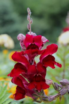 Antirrhinum is a genus of plants commonly known as dragon flowers or snapdragons because of the flowers' fancied resemblance to the face of a dragon that opens and closes its mouth when laterally squeezed. They are native to rocky areas of Europe, the United States, and North Africa.