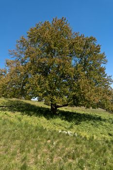 On the Altmuehltal Panorama Trail in Germany