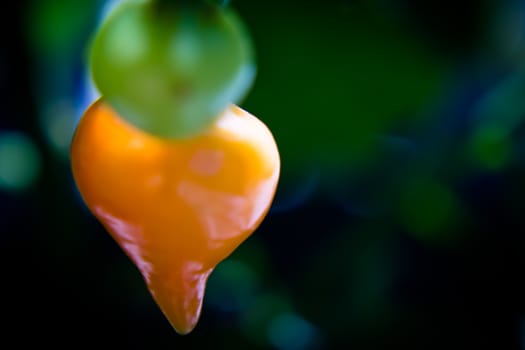 Close up of peppers
