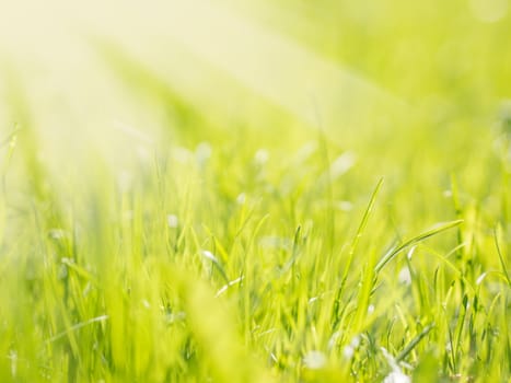 Beautiful Nature Blurred Background. Green Bokeh. Summer or spring backdrop with fresh green grass and sun flares