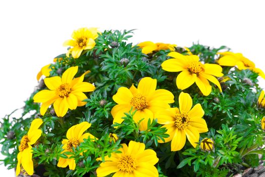 yellow flowers Goldmarie or Bidens ferulifolia or Bidens Goldilocks in a pot, on white background