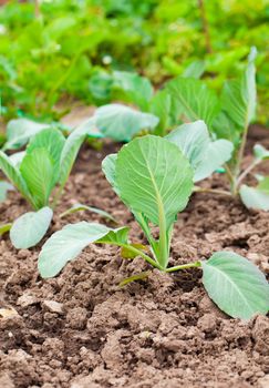 planting cabbage seedling in the vegetable garden