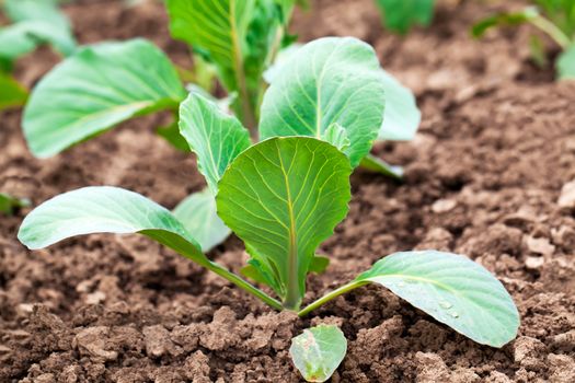 planting cabbage seedling in the vegetable garden