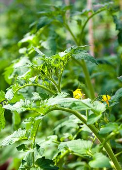 flowering tomato