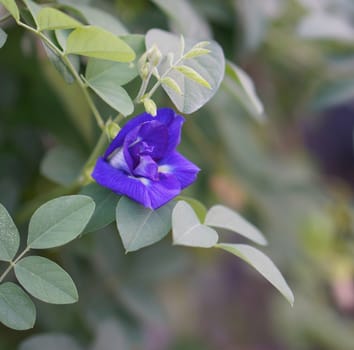 Blue butterfly pea flower is blooming in tree in the evening.