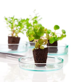 image showing a person's hands in blue rubber glove holding a small leafy plant with tweezers next tn the laboratory