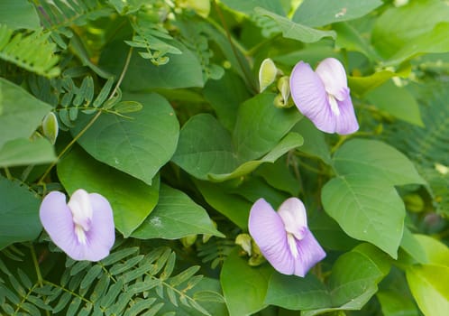 Beautiful of butterfly pea flower is blooming on tree in nature.