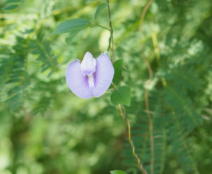 Beautiful of purple flower beans is blooming on tree in nature background.