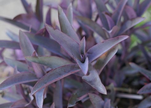 Tradescantia spathacea Sw. have purple tunk is planted in the garden.