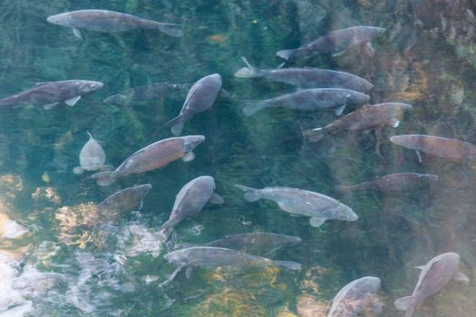 Fish pond with many wild carp on the water surface.