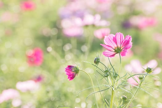 Pink cosmos flower family fompositae, cosmos flower in field