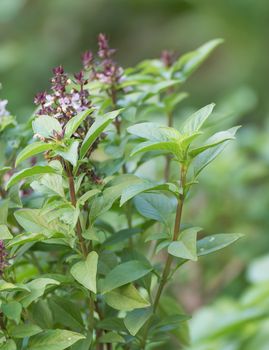 Close up fresh green basil and flower in garden