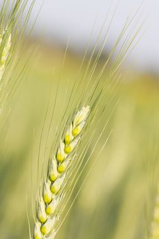 close up image of  green barley corns growing in a field