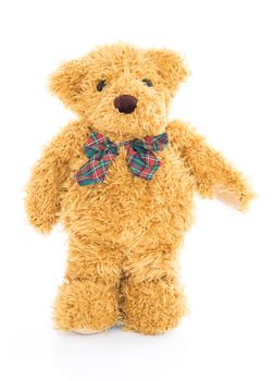 Teddy bear standing in studio on white background