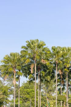 View of palm trees in summer time