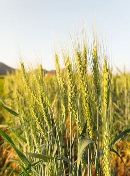 Close up Wheat field in country side,Thailand