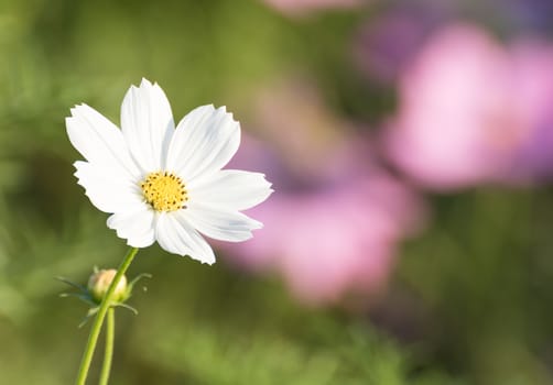 Cosmos flower in field, White cosmos flower family fompositae