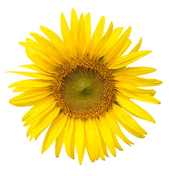 Yellow sunflower petals closeup isolated on write background