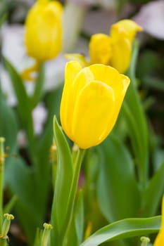 Close up Yellow tulip flower in garden