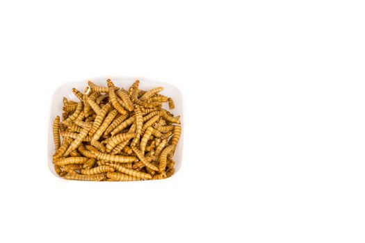 Plate of fried insects. molitors, Protein rich future ood