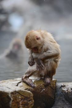 snow monkey with hot springs in nagano