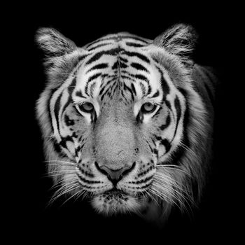 Black & White Beautiful tiger - isolated on black background