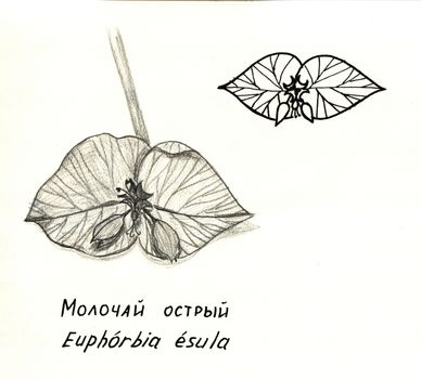 Hand drawing of a flower Euphorbia Esula. Pencil drawing. Stylized ink drawing