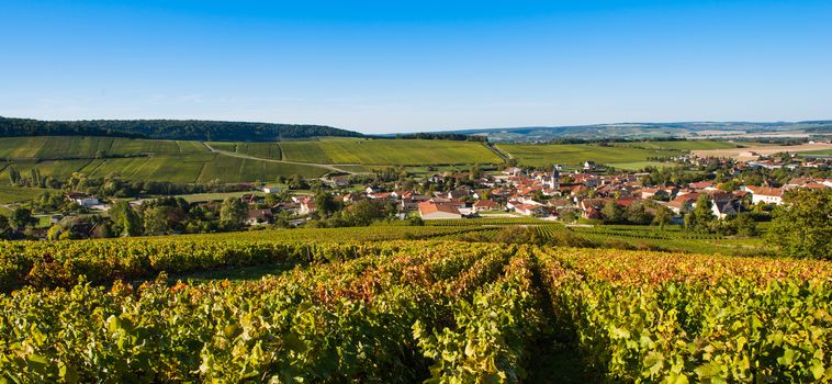 Champagne vineyards in the Cote des Bar area of the Aube department near to Baroville, Champagne-Ardennes, France, Europe