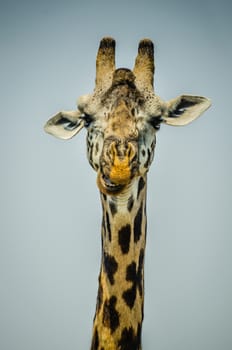 close up portrait of a giraffe