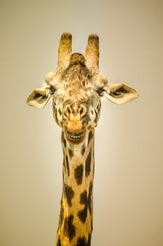 Giraffe portrait on golden sky and light