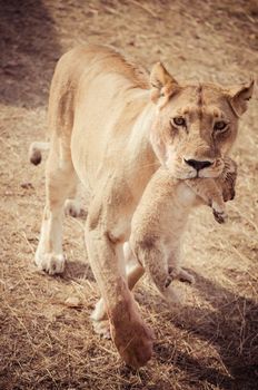 Wild lioness with her cub in the mouth, bringing him in a new hiding place